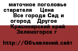 маточное поголовье старателя  › Цена ­ 3 700 - Все города Сад и огород » Другое   . Красноярский край,Зеленогорск г.
